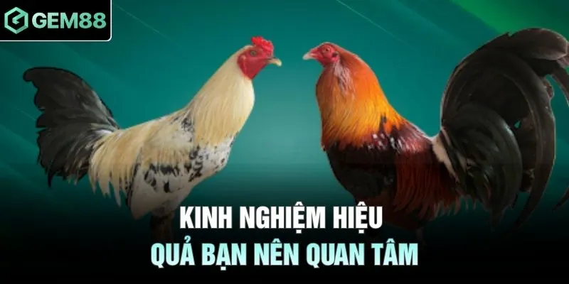 Kinh nghiệm hiệu quả bạn nên quan tâm